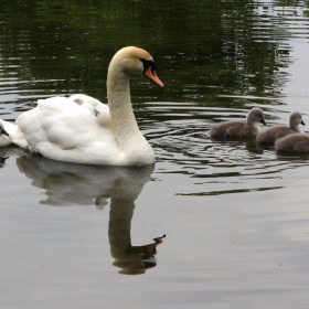 Swan With Seven Cygnets